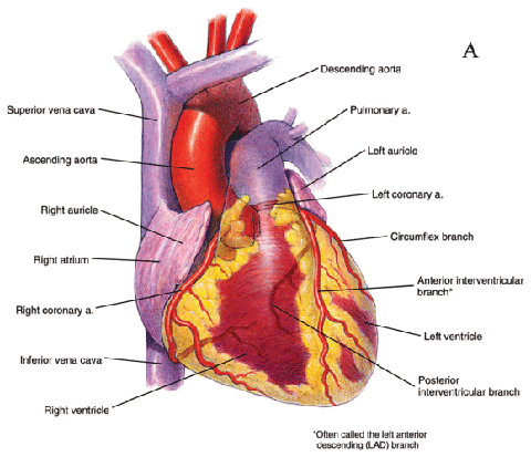 Anterior view of the heart Anterior view of the heart