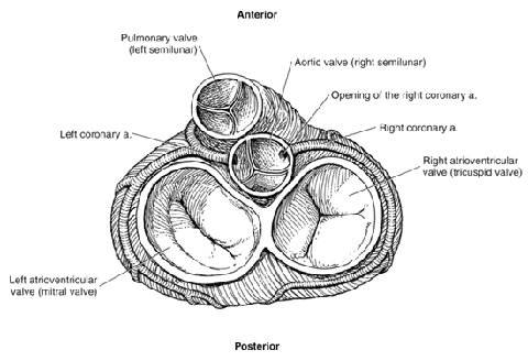 Closed heart valves Closed heart valves
