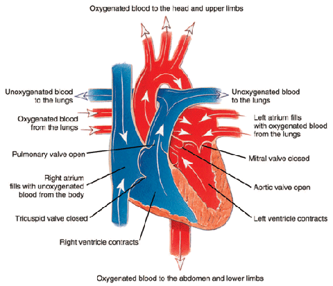 Heart Contraction Heart Contraction